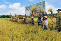 Foto: Panen Padi Kampung Waraitama Teluk Bintuni