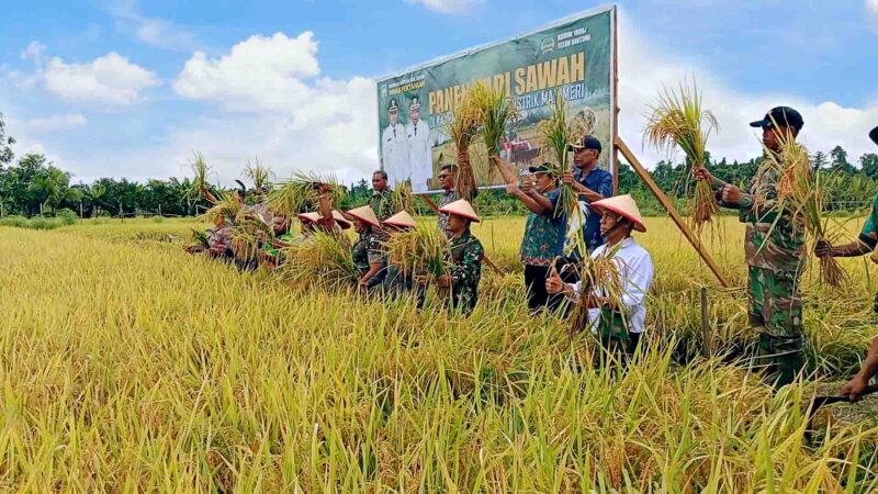 Foto: Panen Padi Kampung Waraitama Teluk Bintuni